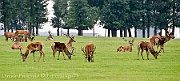Cervi - Deer